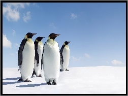 Śnieg, Pingwiny, Niebo